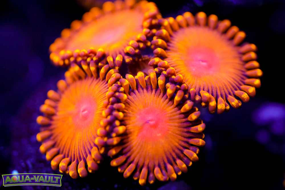 WWC Golden God Zoa