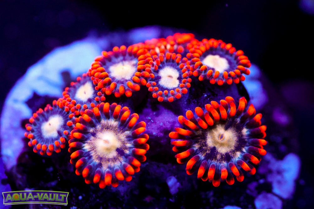 Firecracker Zoa