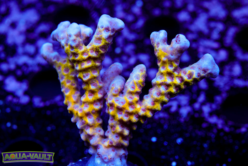 RRC Goldenrod Anacropora