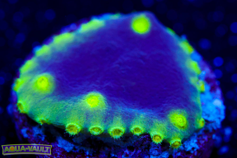 Neon Scroll Coral