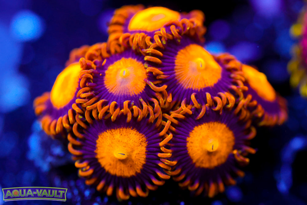 King Midas Zoa