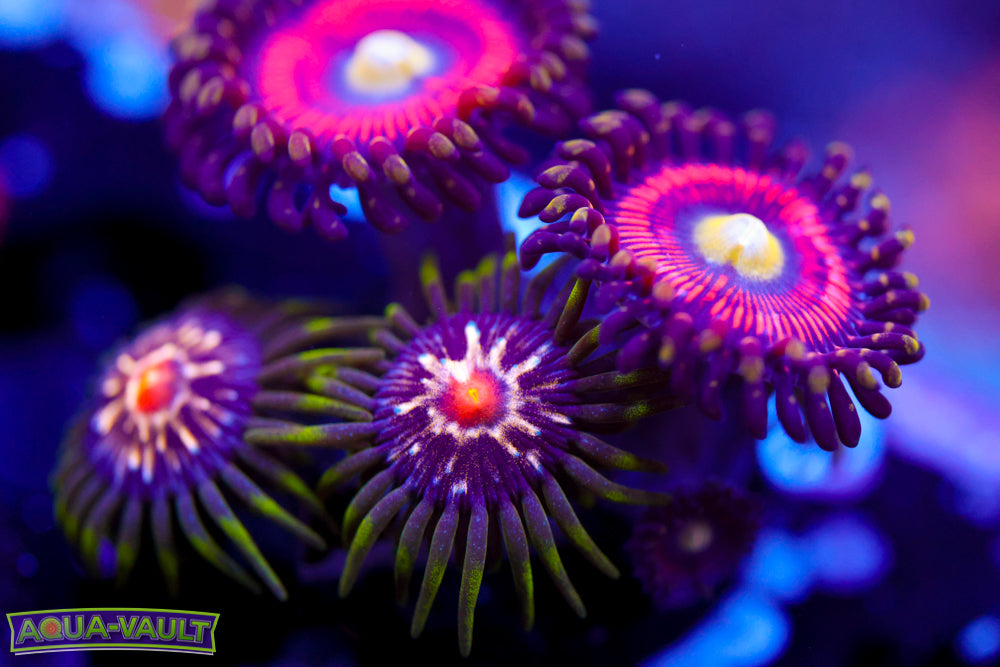 Powerball + Stargazer Zoa