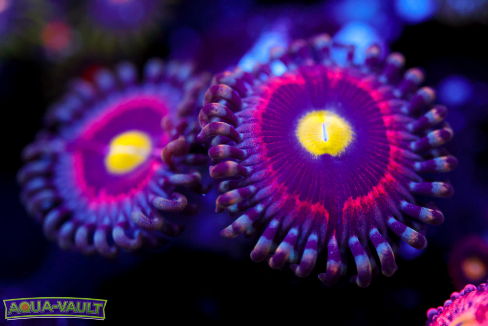 Pink Ring of Death Zoa