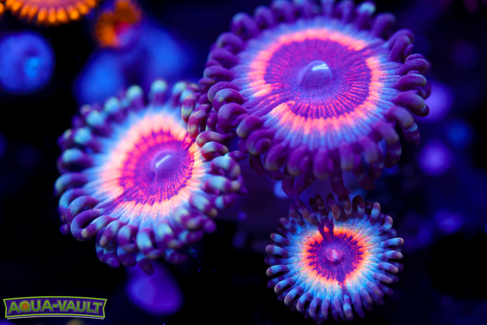 Sonic Flare Zoa