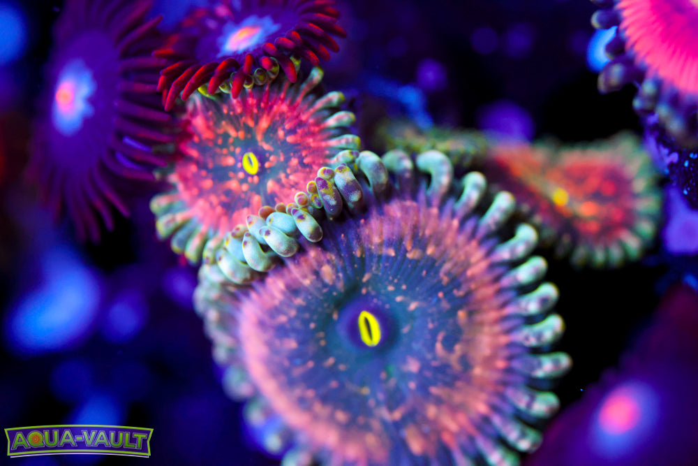 Hawaiian PE + Mystique Zoa