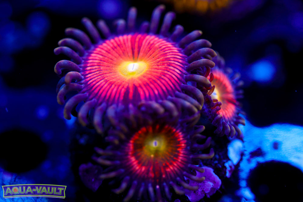 Paternity Test Zoa