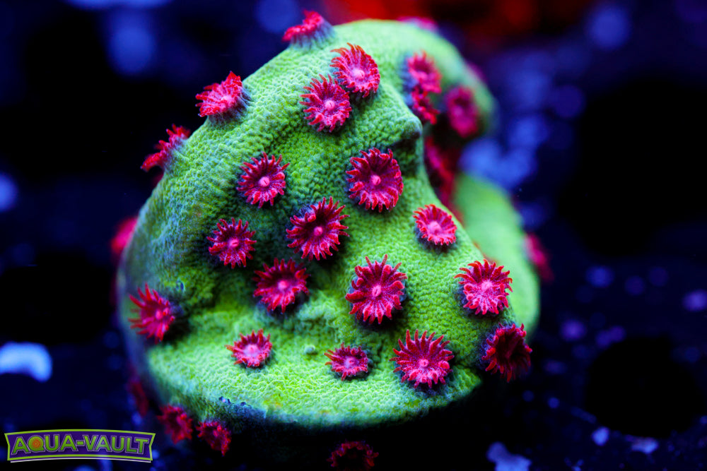 Alien Pox Cyphastrea