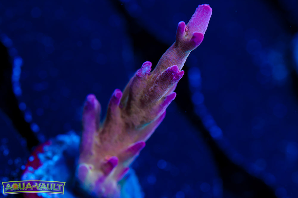 CC Hellboy Acro