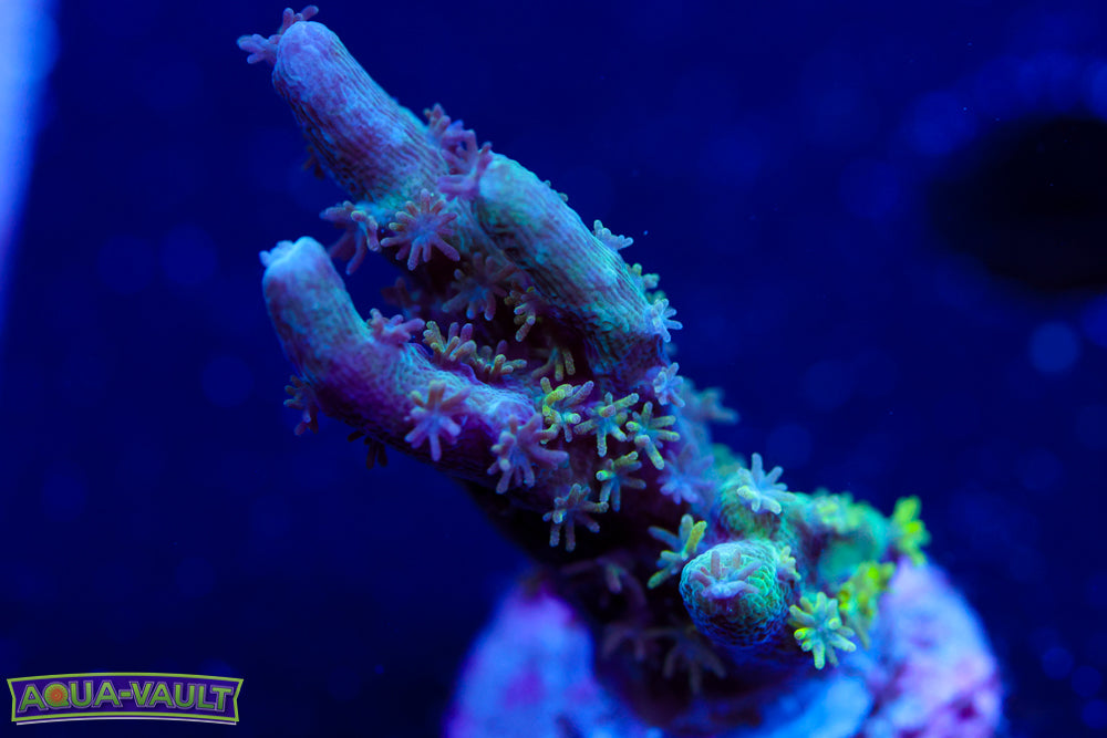 GB Sugar Coated Acro