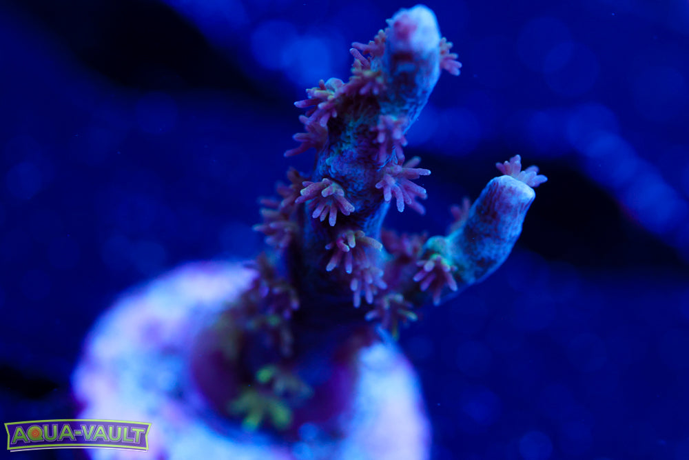 GB Sugar Coated Acro