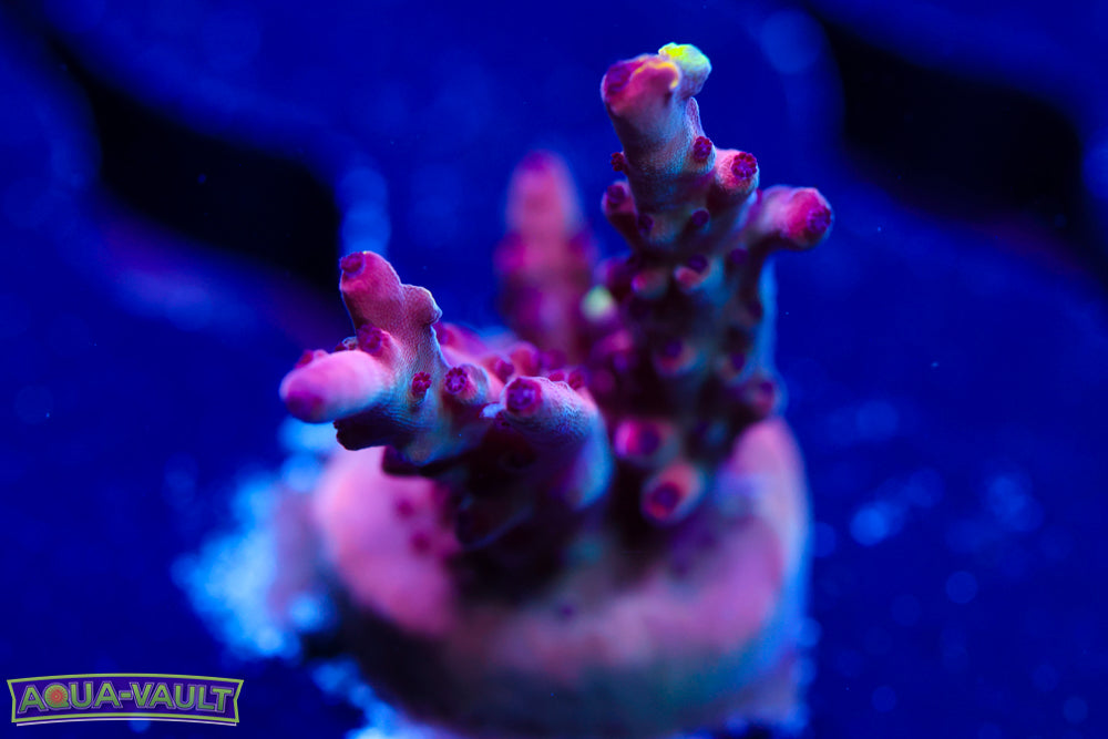 JF Foxflame Acro