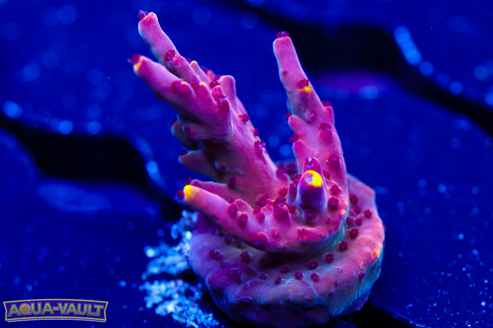 JF Foxflame Acro