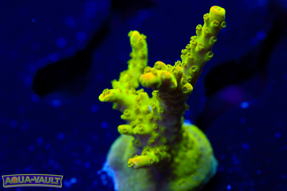 RR Rainbow Loom Acro