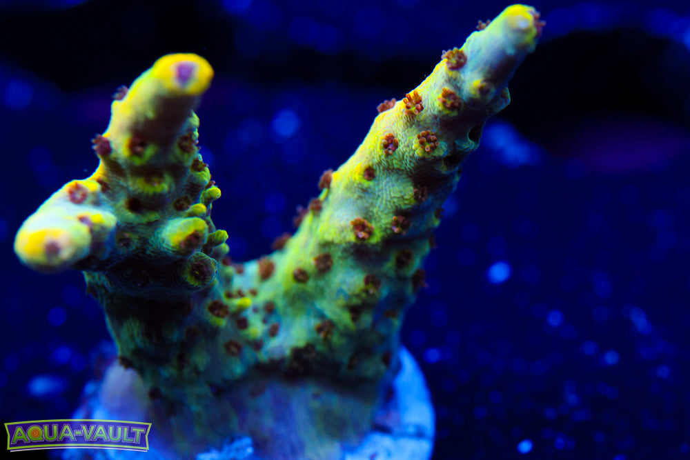 Inland Cyclops Acro