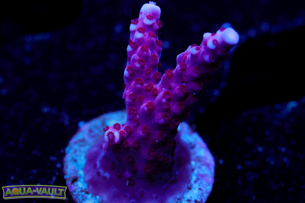 BC Spacelaser Acro