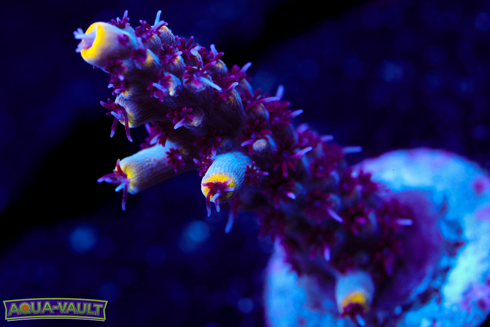 RMF Tiger's Blood Acro