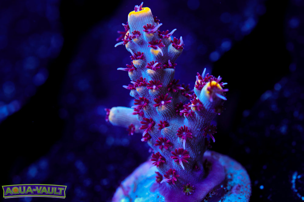 RMF Tiger's Blood Acro
