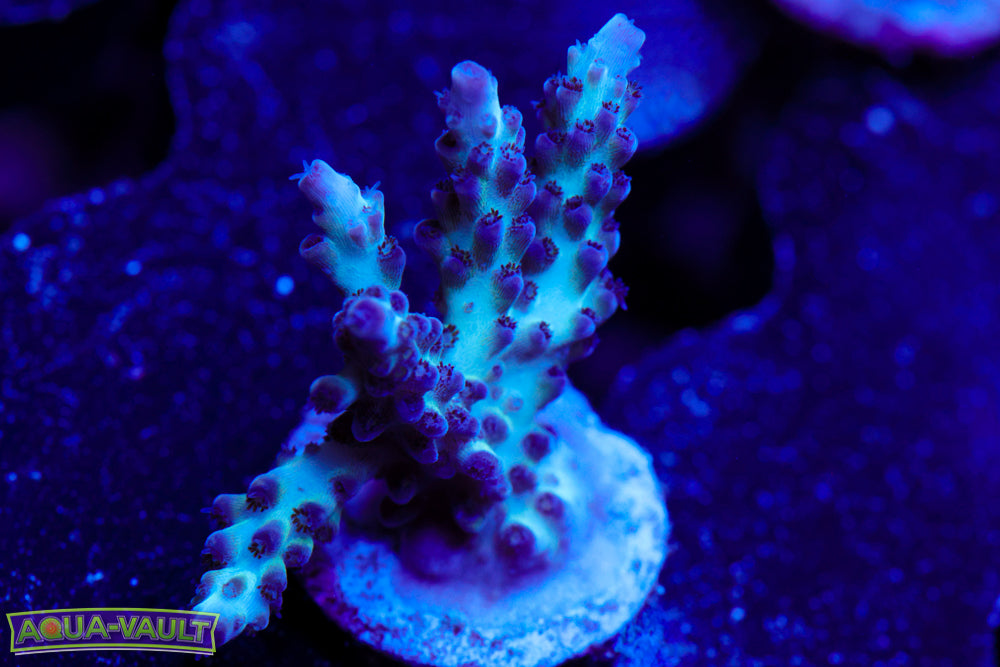 ORA Pearlberry Acro
