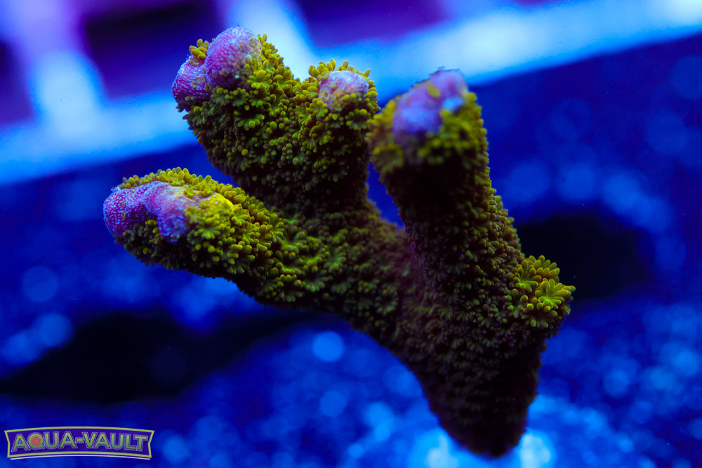 Green Digitata