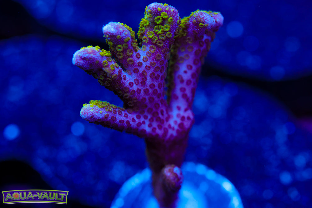 Green Digitata