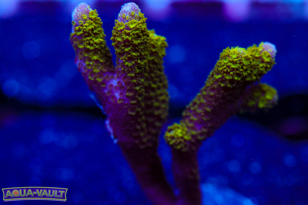Green Digitata