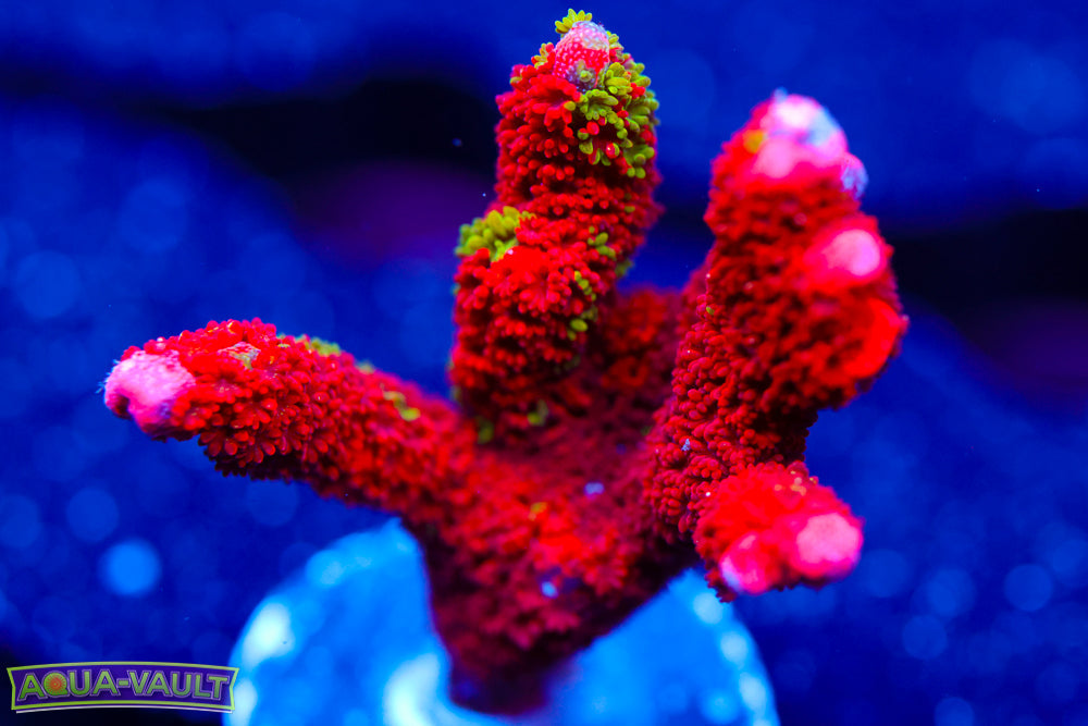 WWC Contraband Digitata