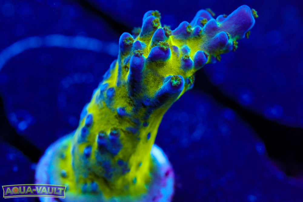 Nick's Purple Passion Acro