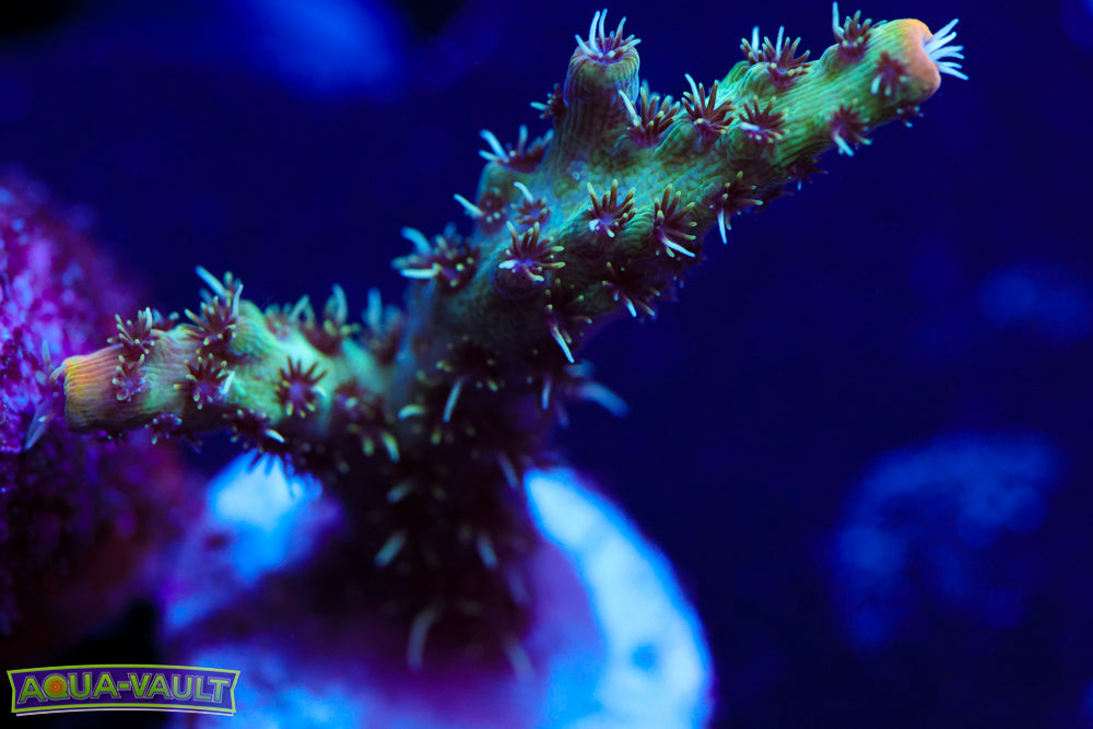 BC Conveyorbelt of Fleshdunce Milli