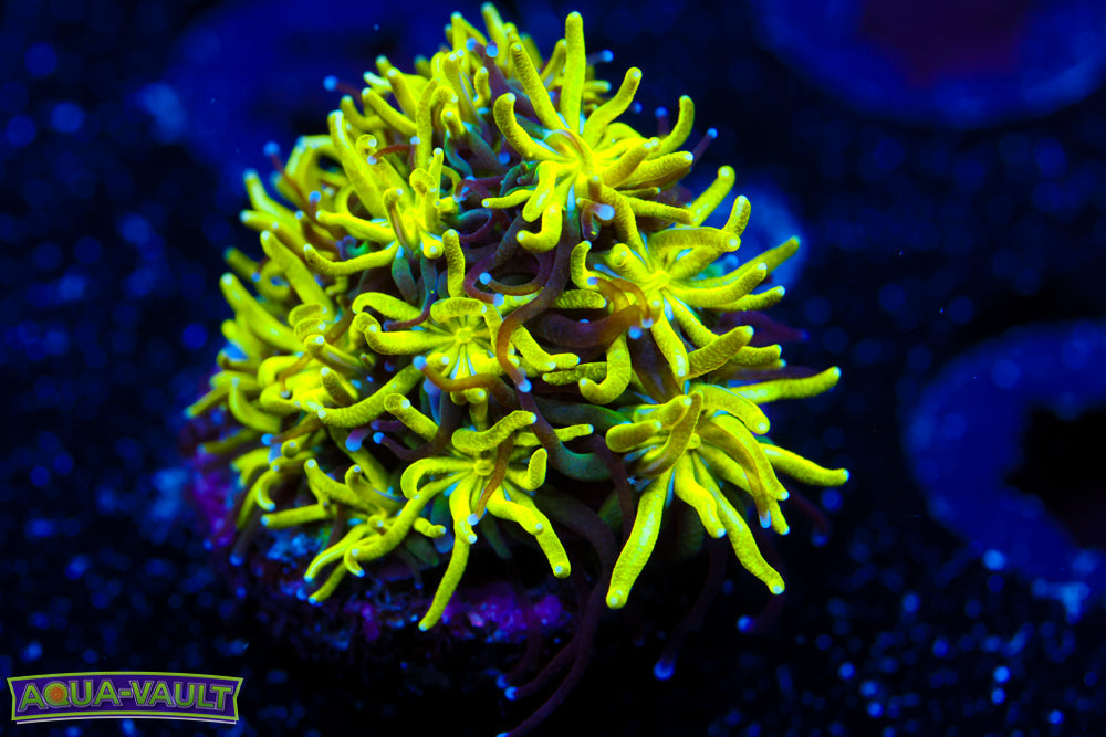 Neon Galaxea