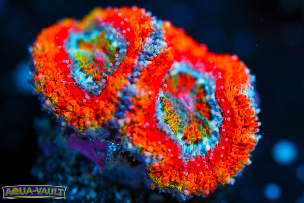 Twisted Rainbow Acan