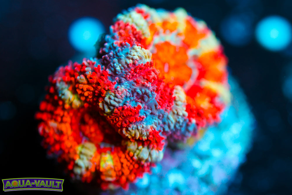 Twisted Rainbow Acan