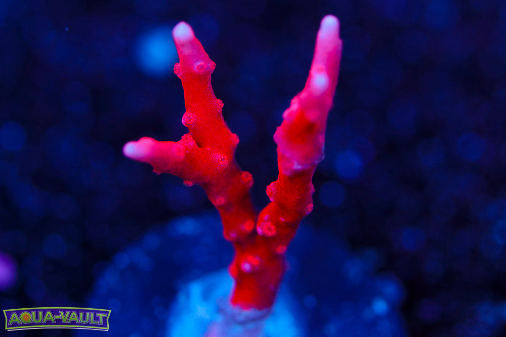 JF TNT Anacropora