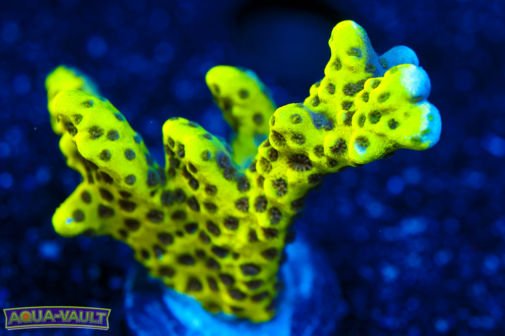 Neon Spongodes