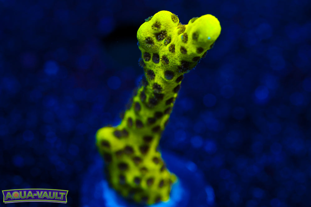 Neon Spongodes