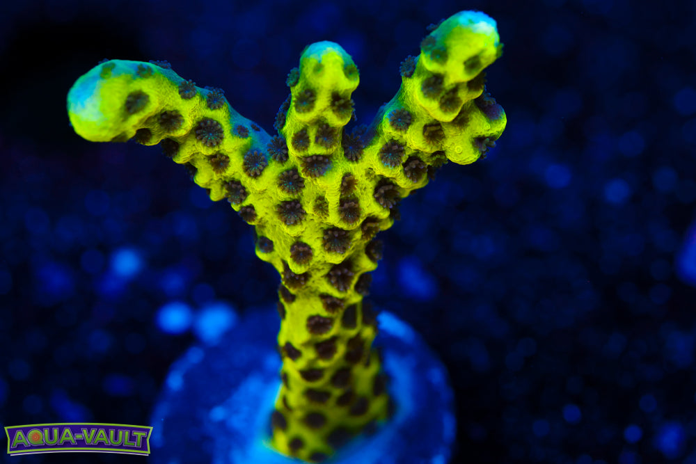 Neon Spongodes