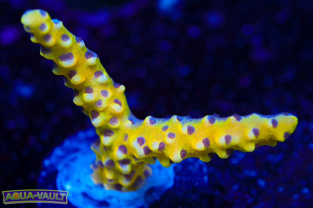 RRC Golden Rod Anacropora