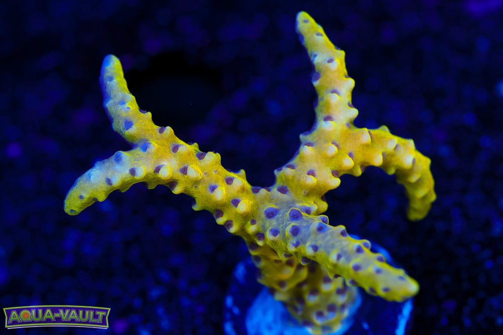 RRC Golden Rod Anacropora