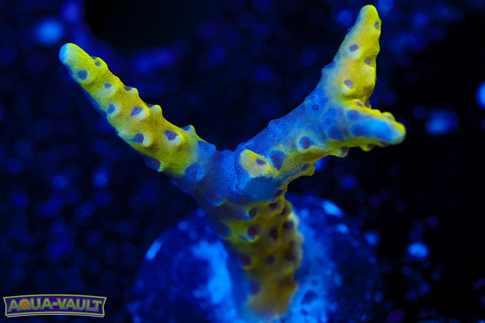 RRC Golden Rod Anacropora