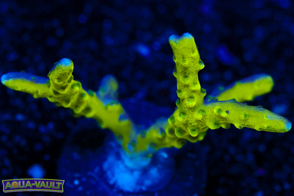 The Thing Anacorpora