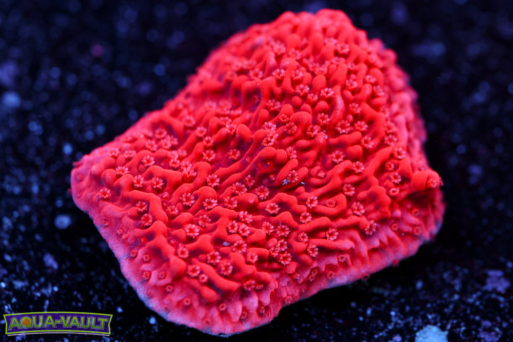 Strawberry Monti Cap