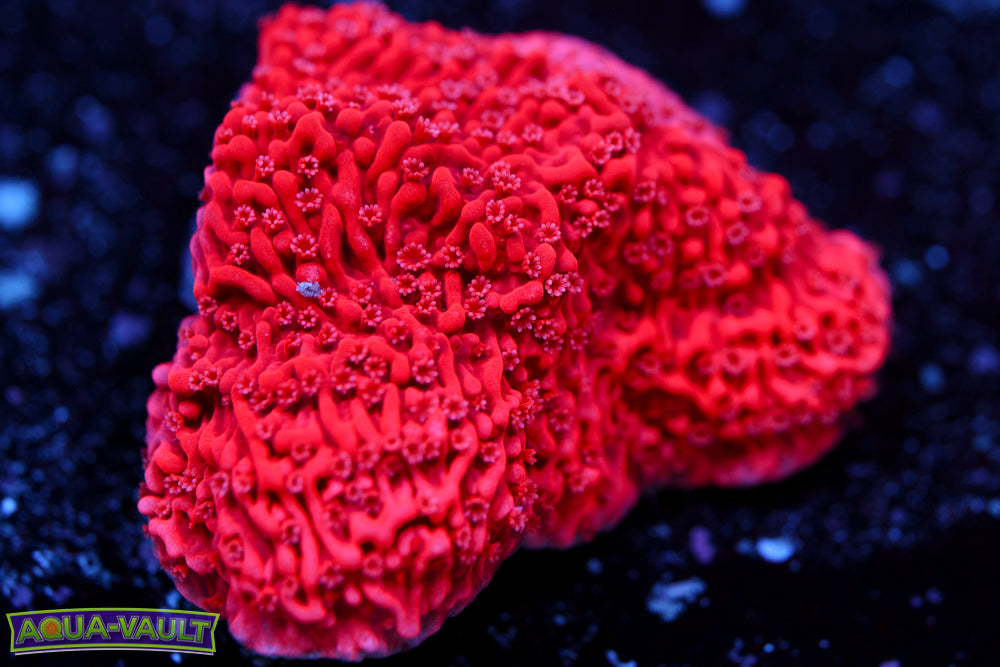 Strawberry Monti Cap