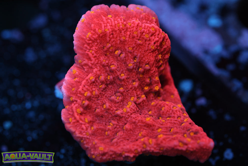 Sunfire Montipora