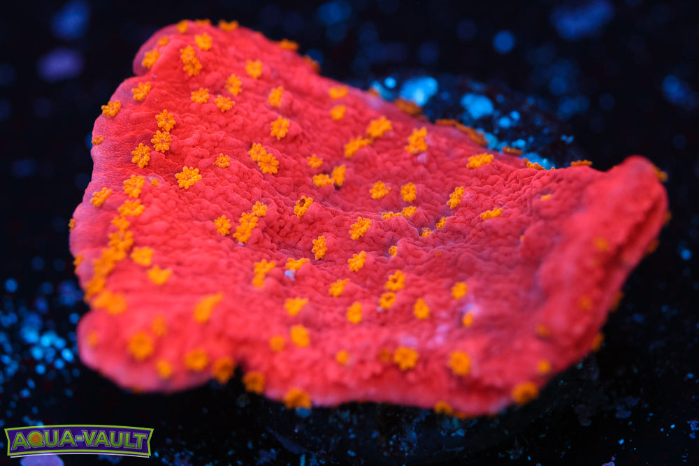 Sunfire Montipora
