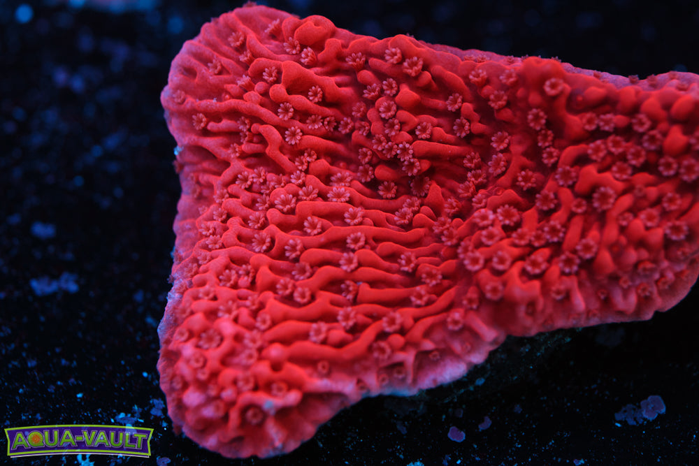 Strawberry Monti Cap