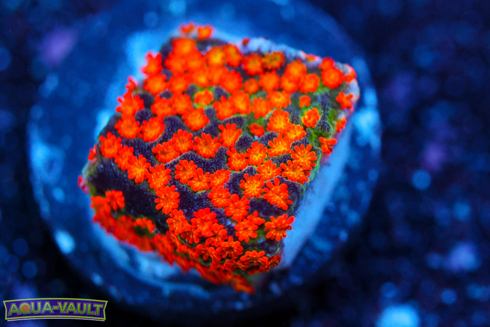 Reverse Rainbow Montipora