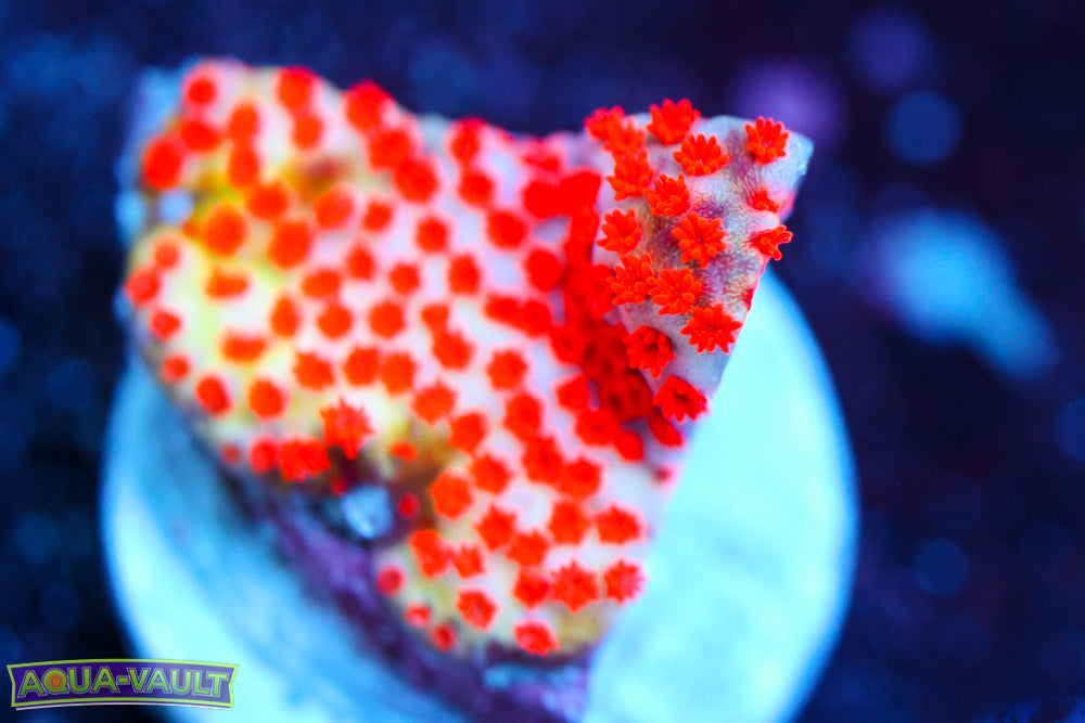 Rainbow Montipora
