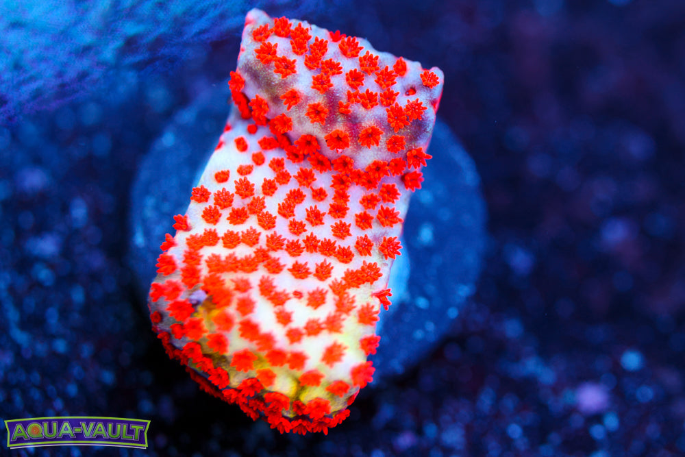 Rainbow Montipora