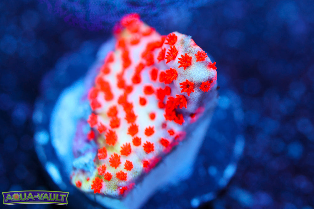 Rainbow Montipora
