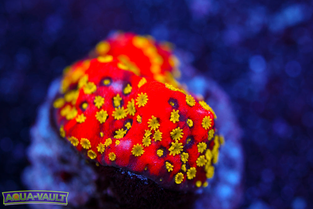 Sunset Montipora