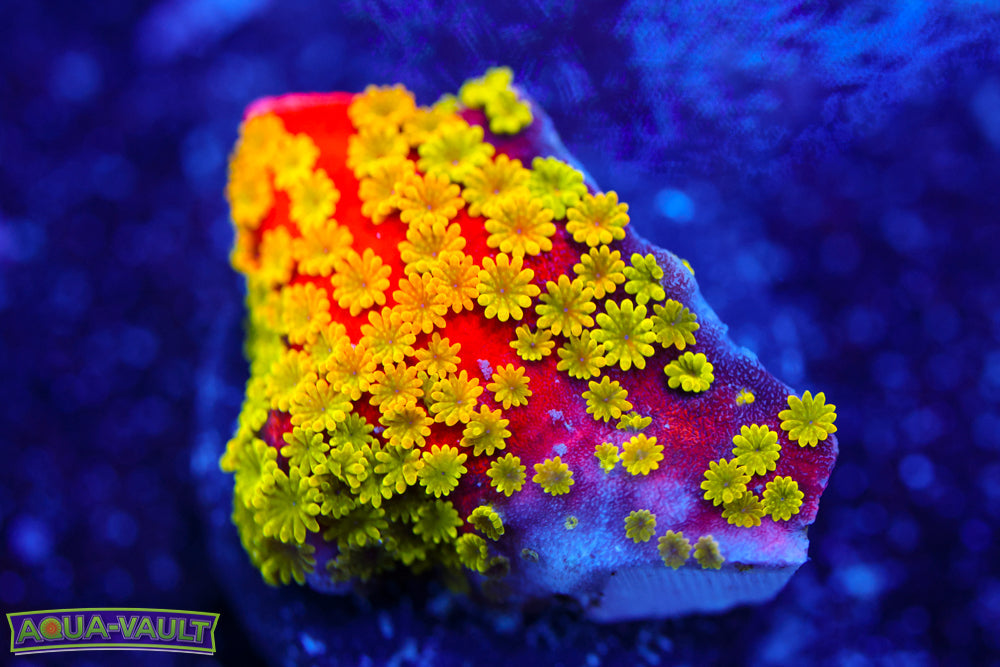 Sunset Montipora